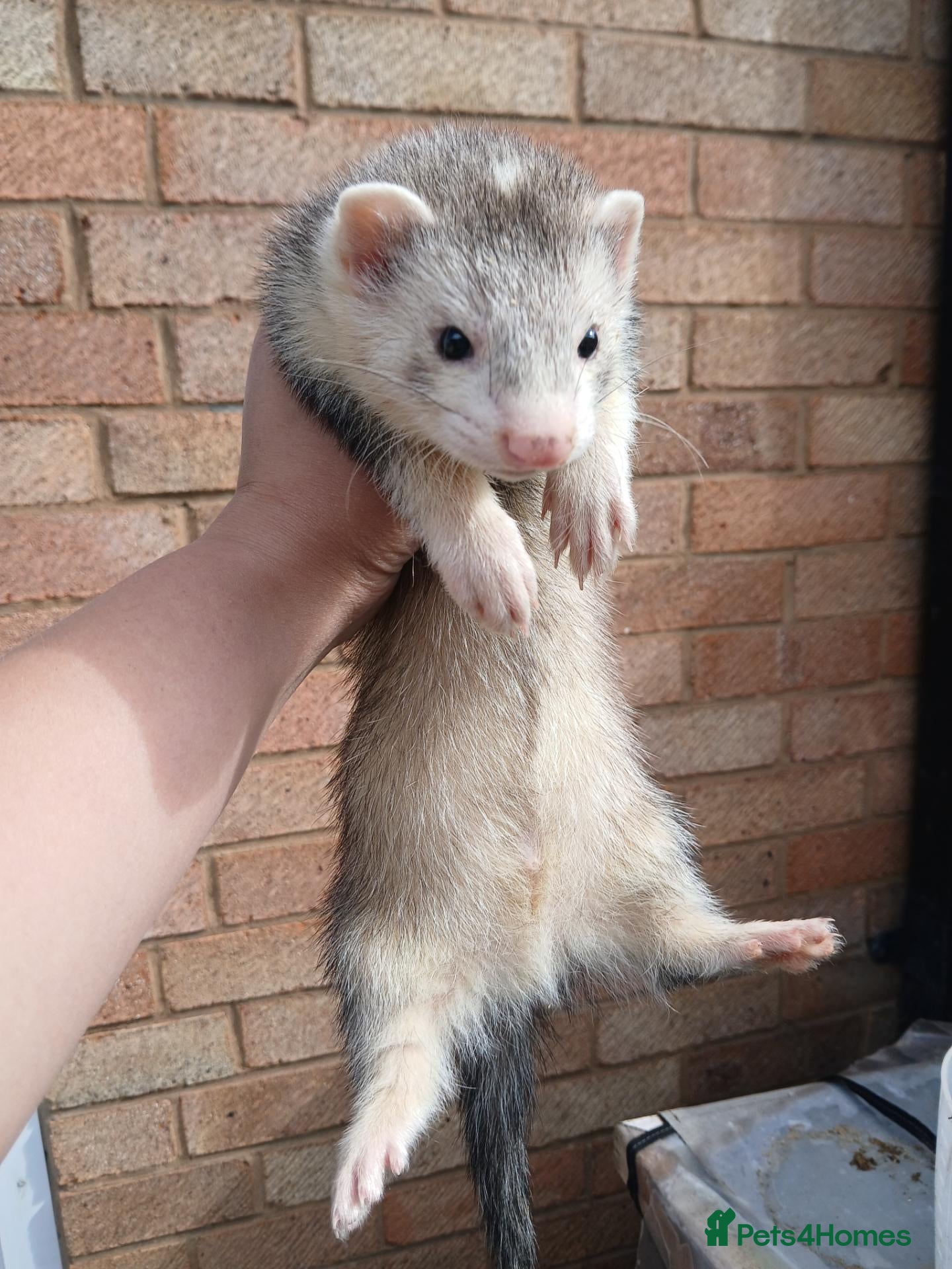 Ferret rodents 10 week old kits - Advert 2