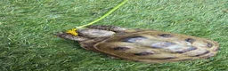 Tortoise reptiles for sale: Horsfield tortoises for loving new home in Huddersfield - Advert 1