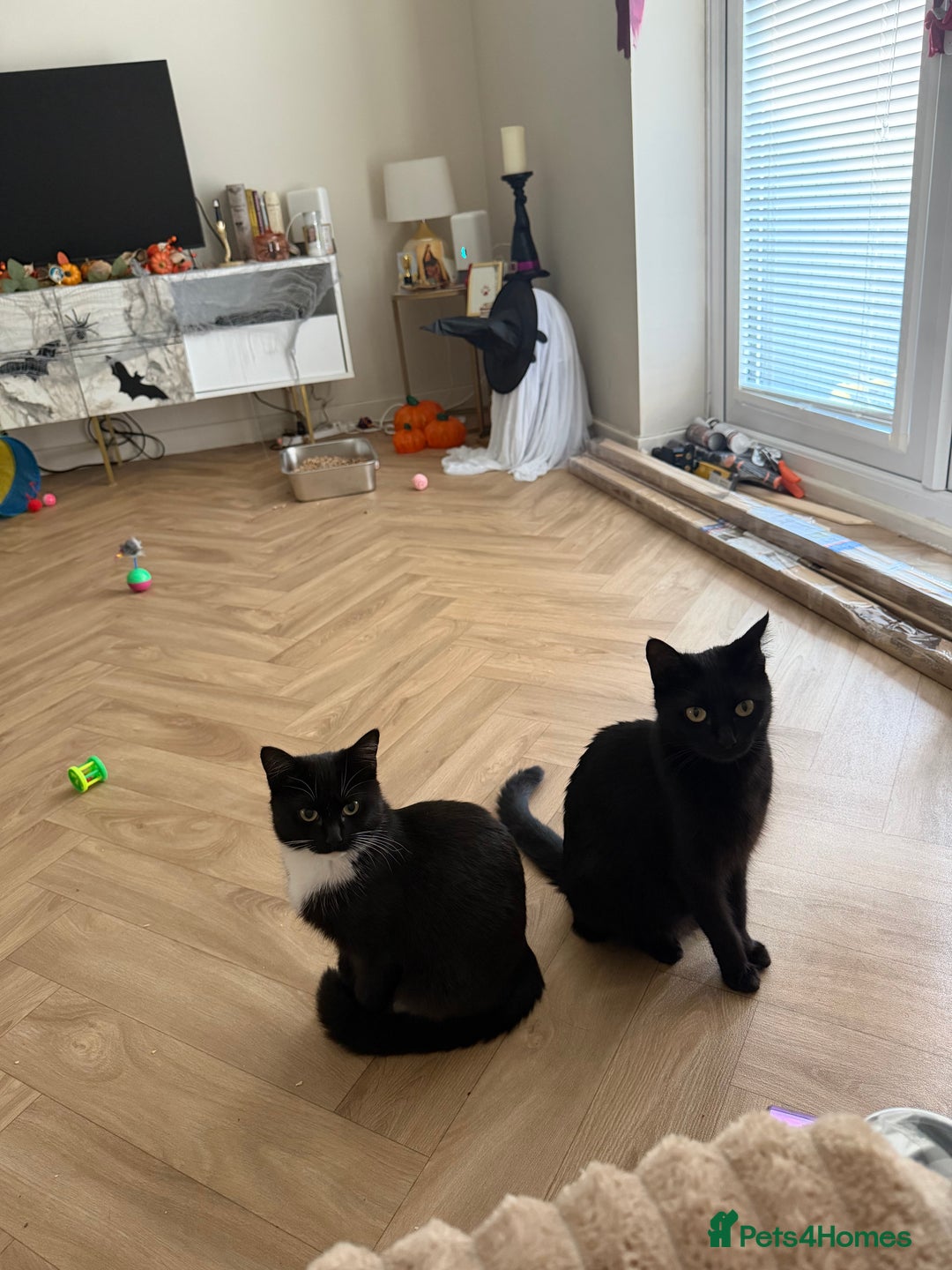 Mixed Breed cats for sale: Four Black and white kittens  - Image 1