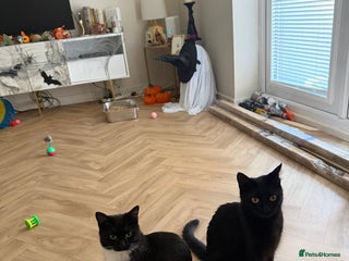 Mixed Breed cats for sale - Advert 1