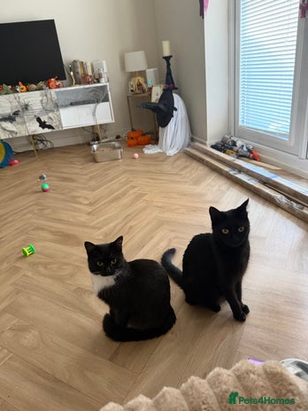 Mixed Breed cats - Advert 15