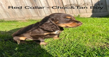 Cocker Spaniel dogs - Advert 6