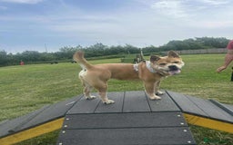 Mixed Breed dogs for sale: Gorgeous chow chow + English Bulldog Female Mix - Image 14