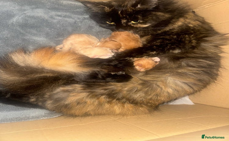 Maine Coon cats BEAUTIFUL FULL MAINE COON KITTENS AVAILABLE NOW 🐱 - Advert 7