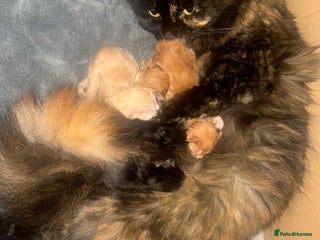 Maine Coon cats BEAUTIFUL FULL MAINE COON KITTENS AVAILABLE NOW 🐱 - Advert 1