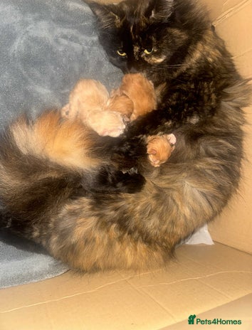 Maine Coon cats BEAUTIFUL FULL MAINE COON KITTENS AVAILABLE NOW 🐱 - Advert 2