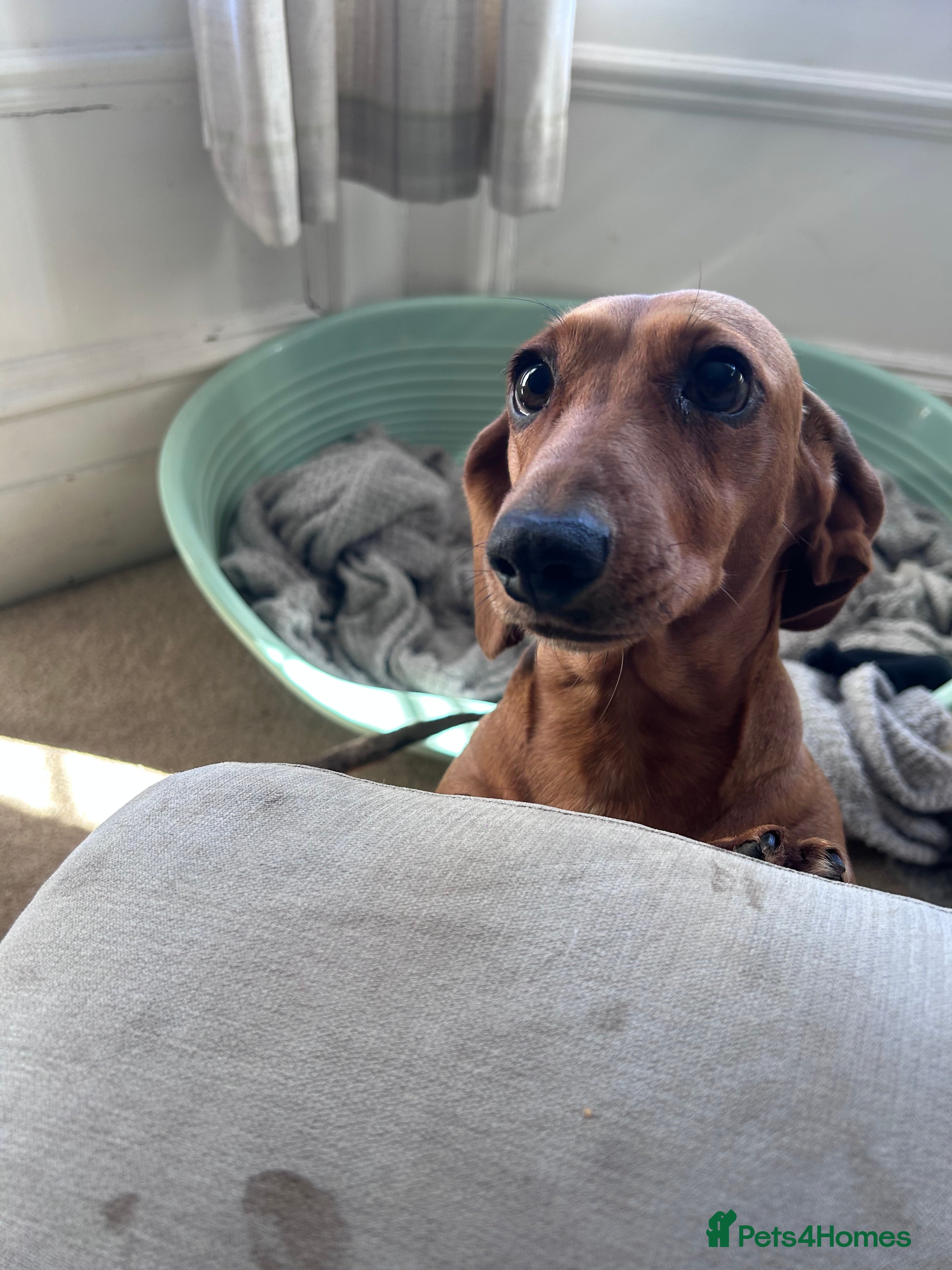 Miniature Dachshund dogs Mini female for rehome  - Advert 8