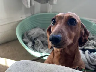 Miniature Dachshund dogs Mini female for rehome - Advert 20