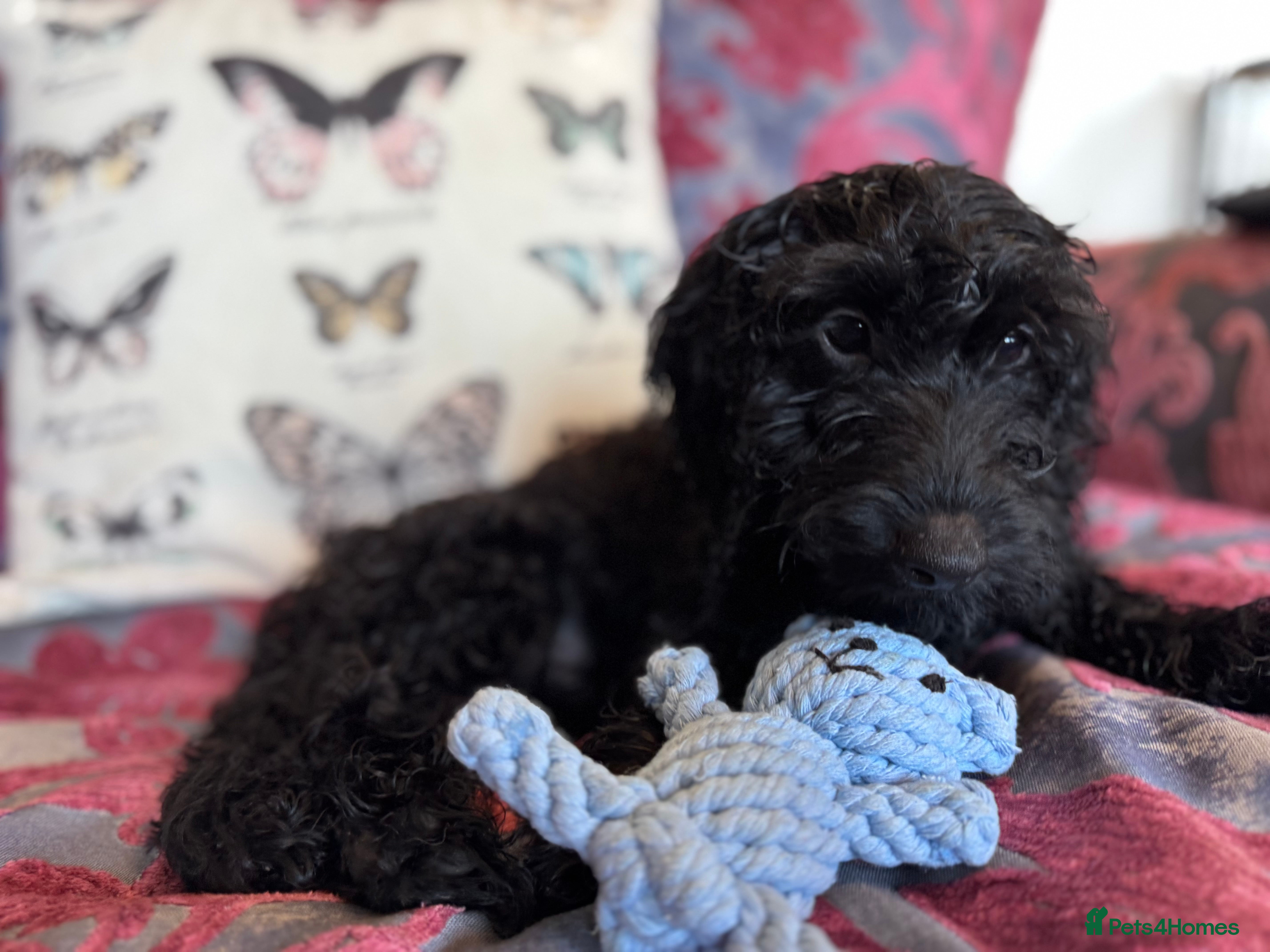 Cockapoo dogs *READY TO LE F1 cockapoo-health tested parents - Advert 2