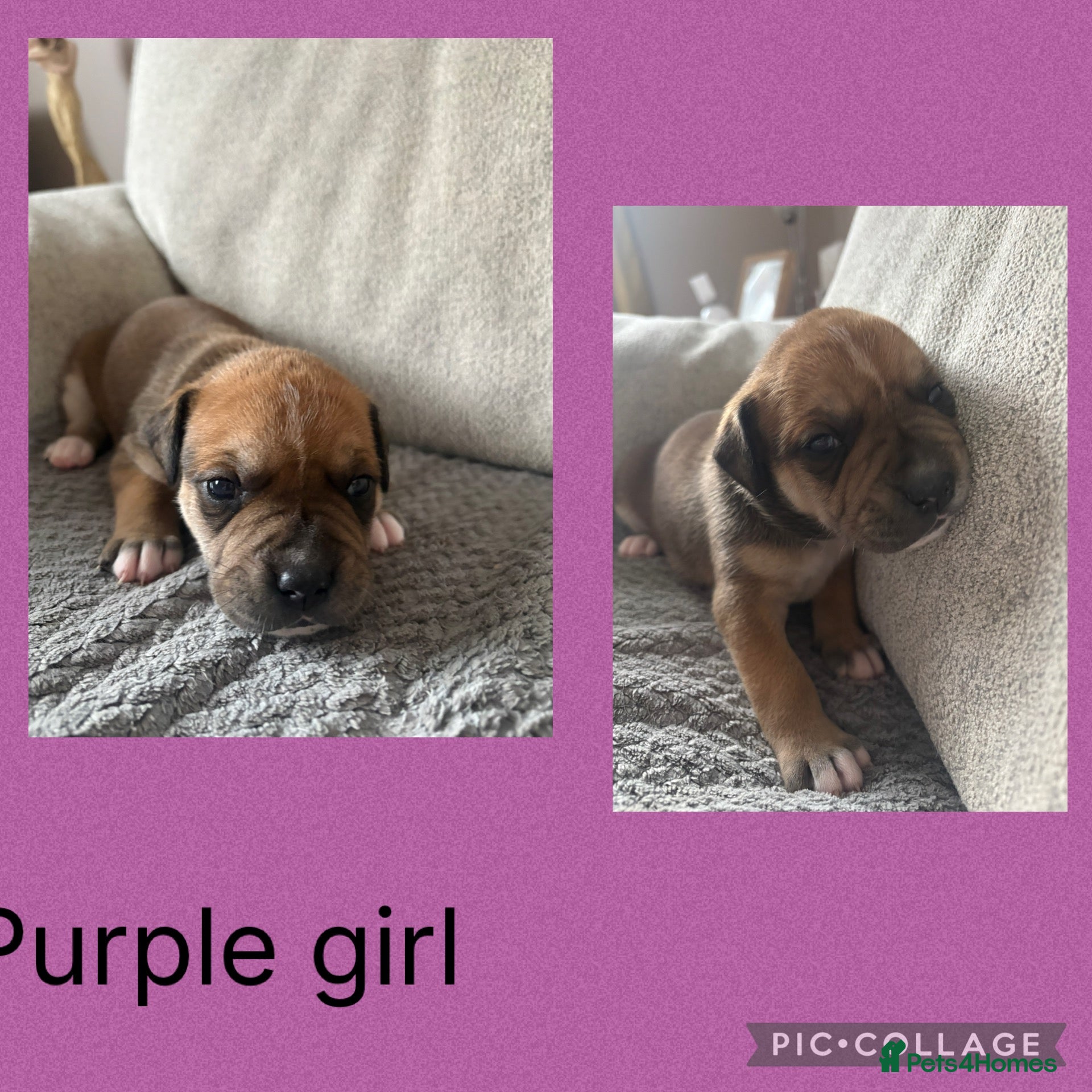 Mixed Breed dogs American bulldog / staffy puppies  - Advert 1