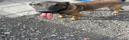 Belgian Shepherd Dog dogs for sale: Purebred Belgian Malinois Pups in Swansea - Advert 4