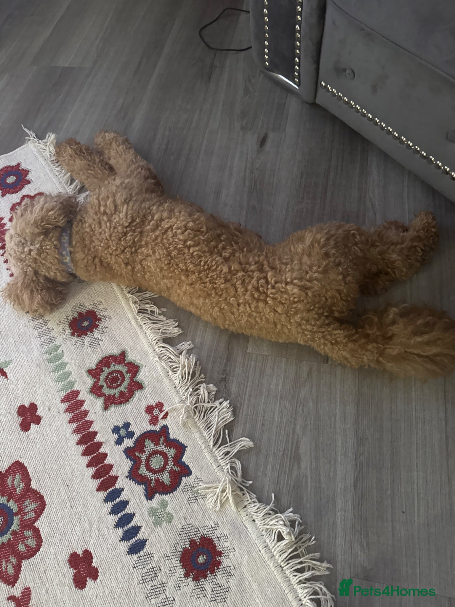 Toy Poodle dogs Toy puddle  - Advert 1