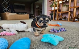 Jackapoo dogs for sale: Jackapoo Puppies - Image 7