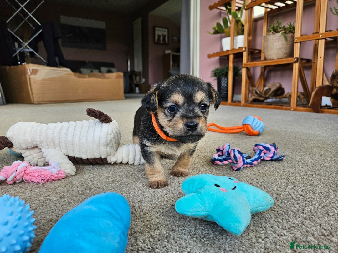 Jackapoo dogs for sale: Jackapoo Puppies - Image 7