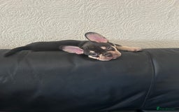 French Bulldog dogs for sale: French bulldog puppies  - Image 13