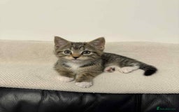 Mixed Breed cats for sale: Kitten (Male) - Image 1