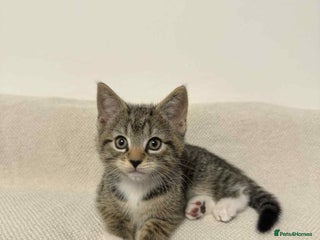 Mixed Breed cats - Advert 6