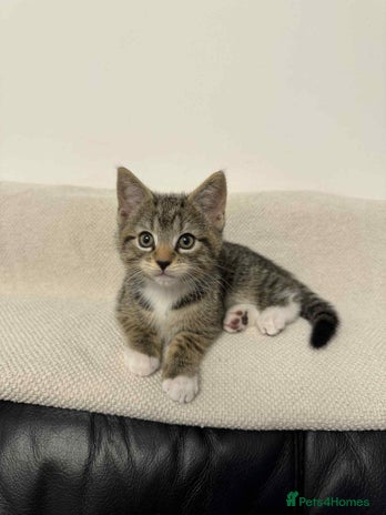 Mixed Breed cats - Advert 3