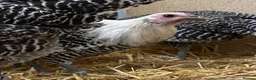 Chickens poultry for sale: Silver Campine  - Advert 21