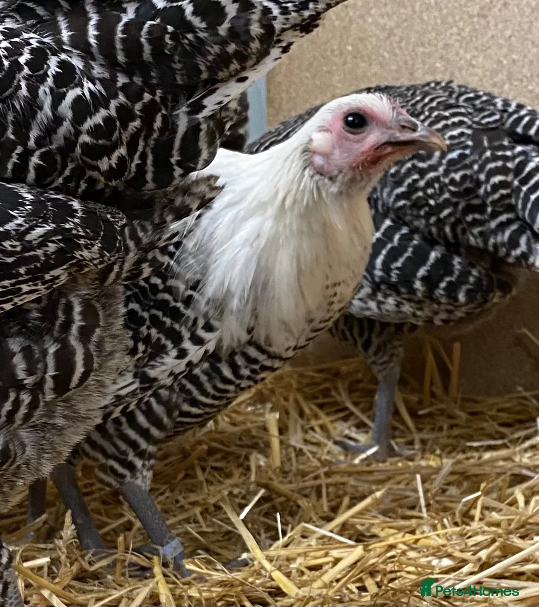 Chickens poultry for sale: Silver Campine  - Advert 21