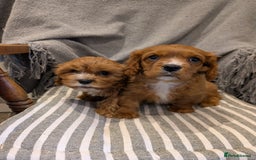 Cavachon dogs for sale: 2 Stunning Deep Red F1b Cavachon Puppies💙🩷 - Advert 5