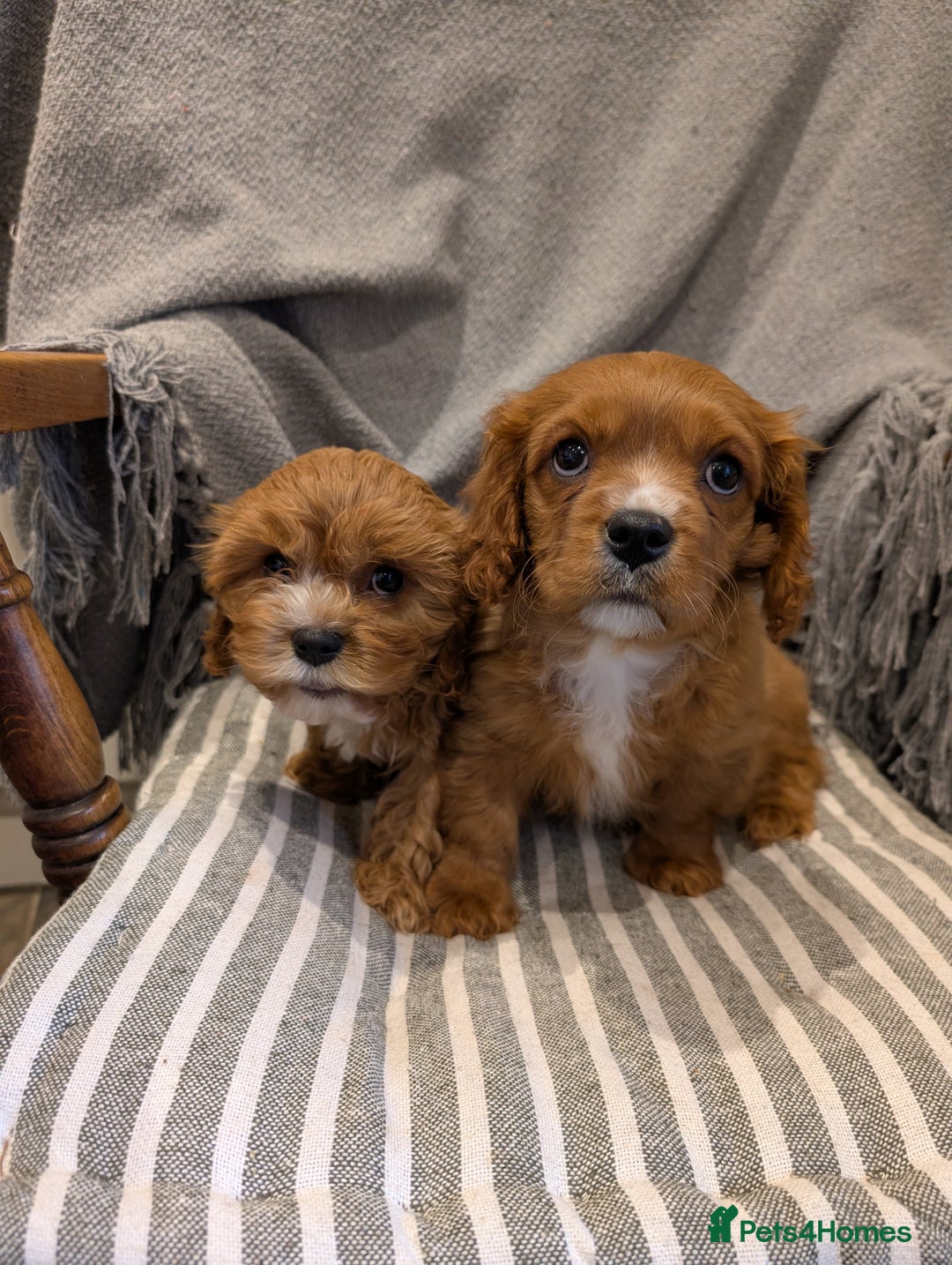 Cavachon dogs for sale: 2 Stunning Deep Red F1b Cavachon Puppies💙🩷 - Advert 5