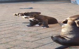 Mixed Breed dogs for sale: Ready to collect – Cane Corso x Staffy puppies  - Image 10