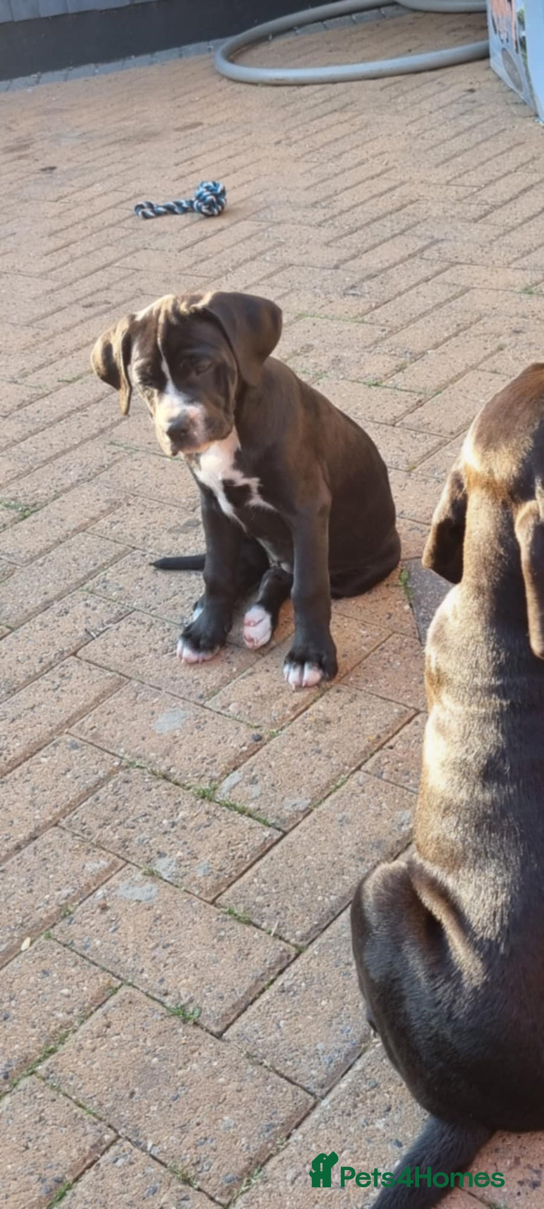 Mixed Breed dogs for sale: Ready to collect – Cane Corso x Staffy puppies  - Image 10
