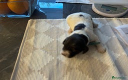 Cocker Spaniel dogs for sale: Cocker spaniel puppies - Image 3