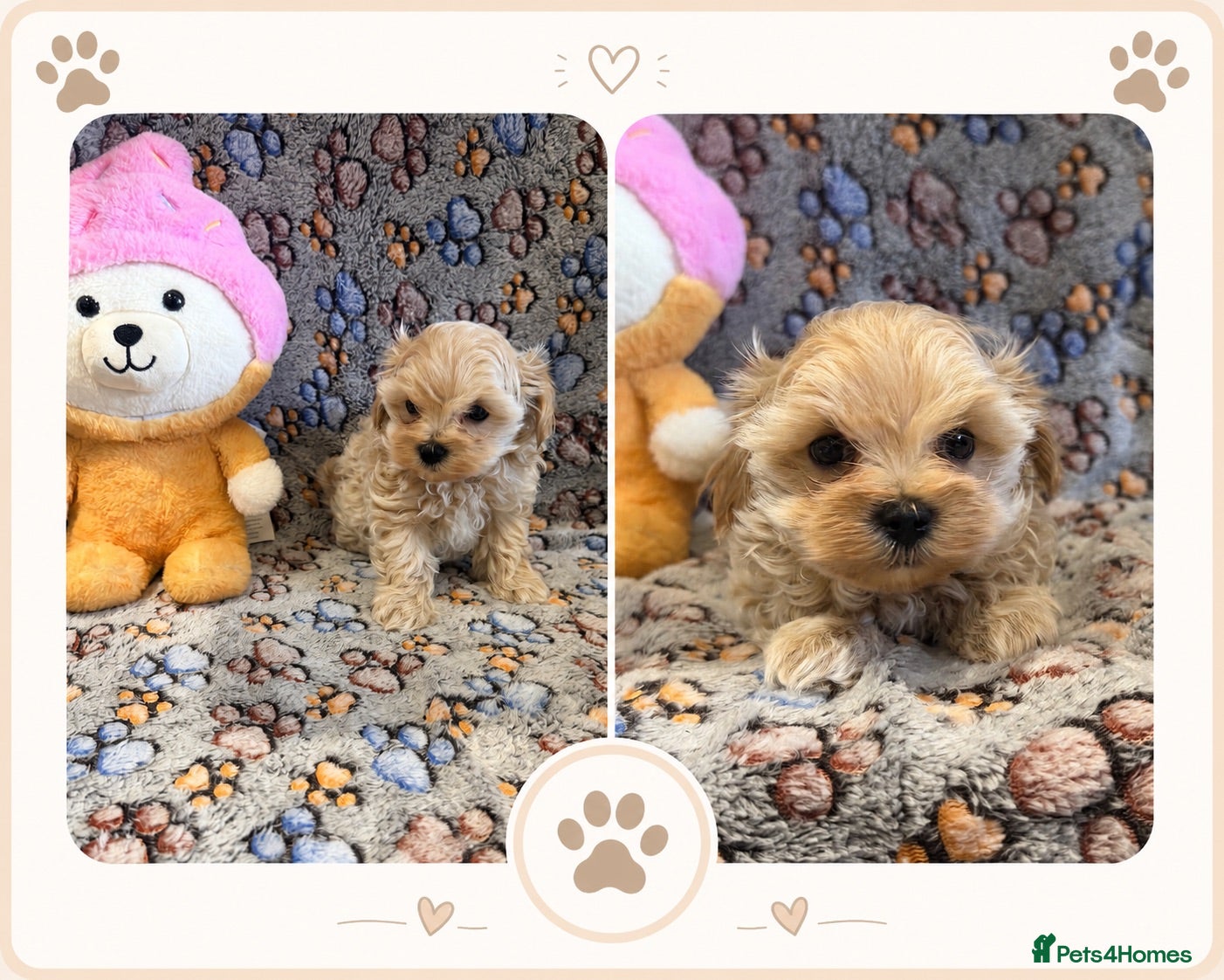 Maltipoo dogs Beautiful Maltipoo Puppies - Advert 10