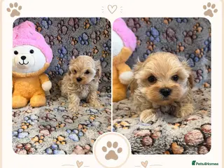 Maltipoo dogs Beautiful Maltipoo Puppies - Advert 10