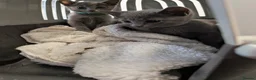 Russian Blue cats for sale: Russian Blue Kittens • TICA Lines - Advert 8