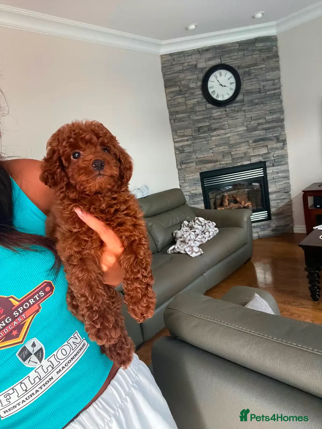 Toy Poodle dogs for sale: Beautiful mini Toy Poodle Puppies - Image 4