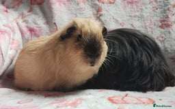 Guinea Pig rodents for sale: Beautiful black cornet and californian boys ready  - Image 5