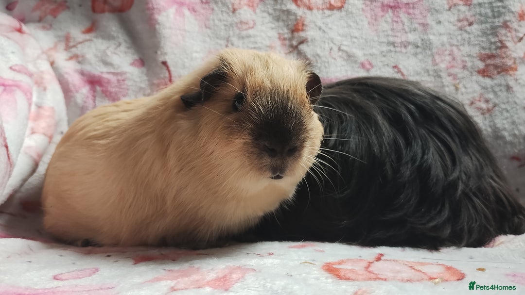Guinea Pig rodents for sale: Beautiful black cornet and californian boys ready  - Image 5