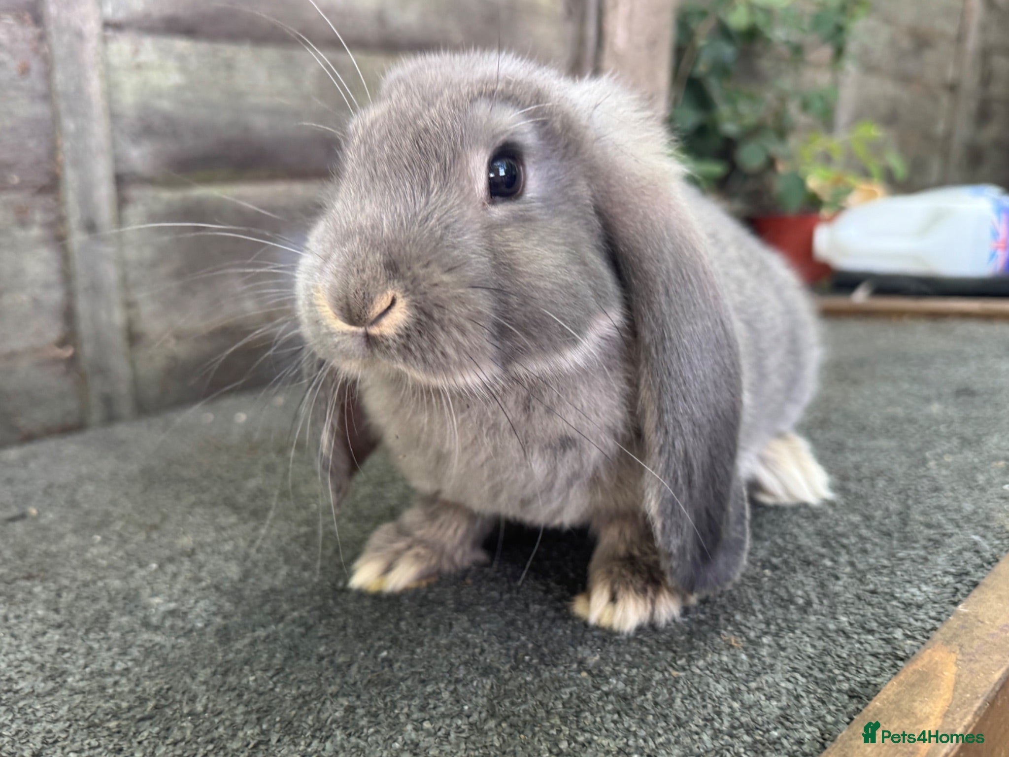French Lop rabbits Ready in 1 Week • Quality French Lop Bunnies - Advert 1