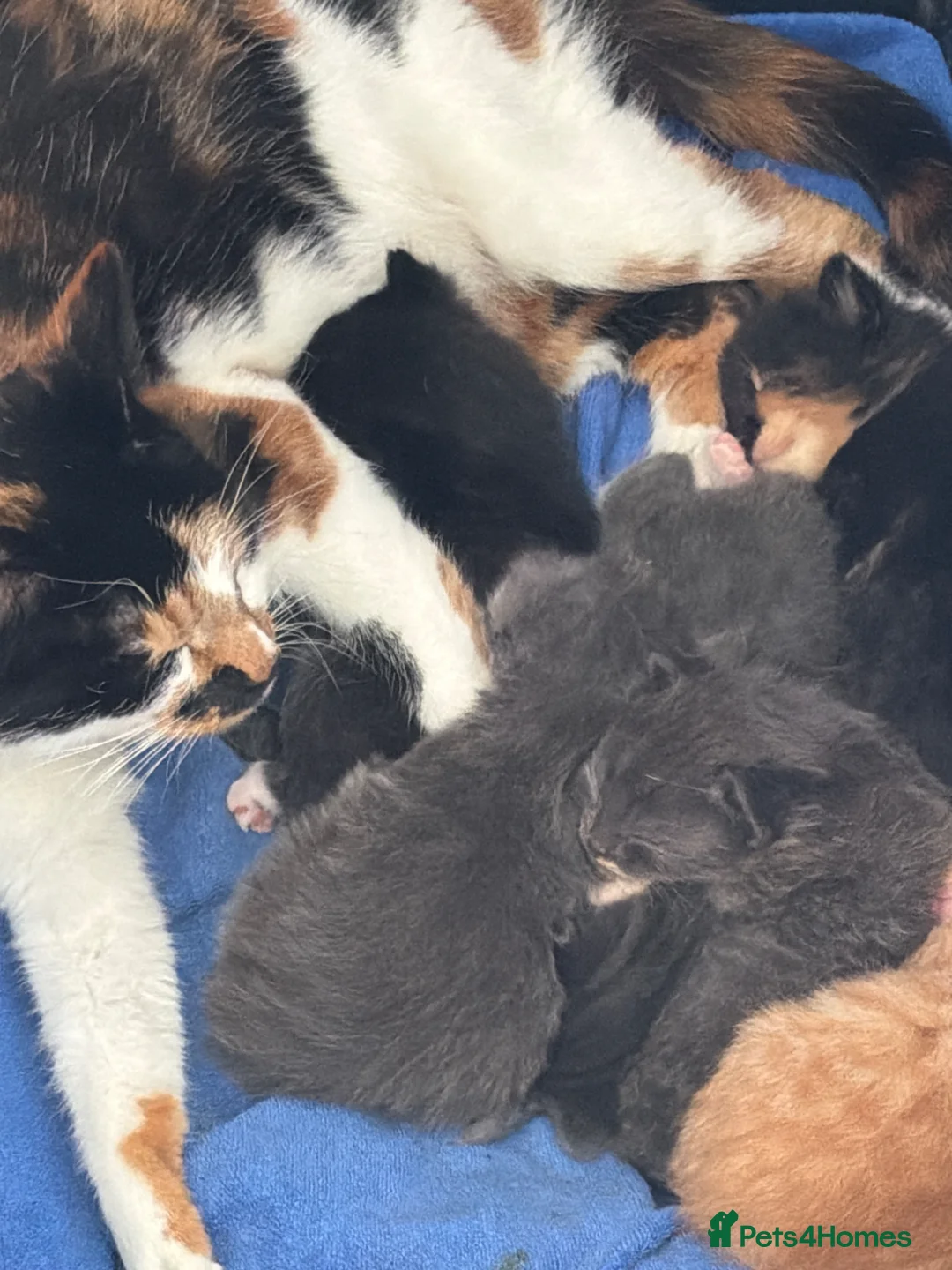 Mixed Breed cats for sale: Six lovely bundles of fluff  - Advert 1