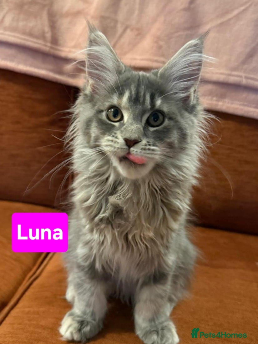 Maine Coon cats 😻 Ready Now X3 LEFT 😻😻 Maine Coon Kittens 😻 - Advert 1