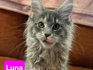 Maine Coon cats 😻 Ready Now X3 LEFT 😻😻 Maine Coon Kittens 😻 - Advert 1