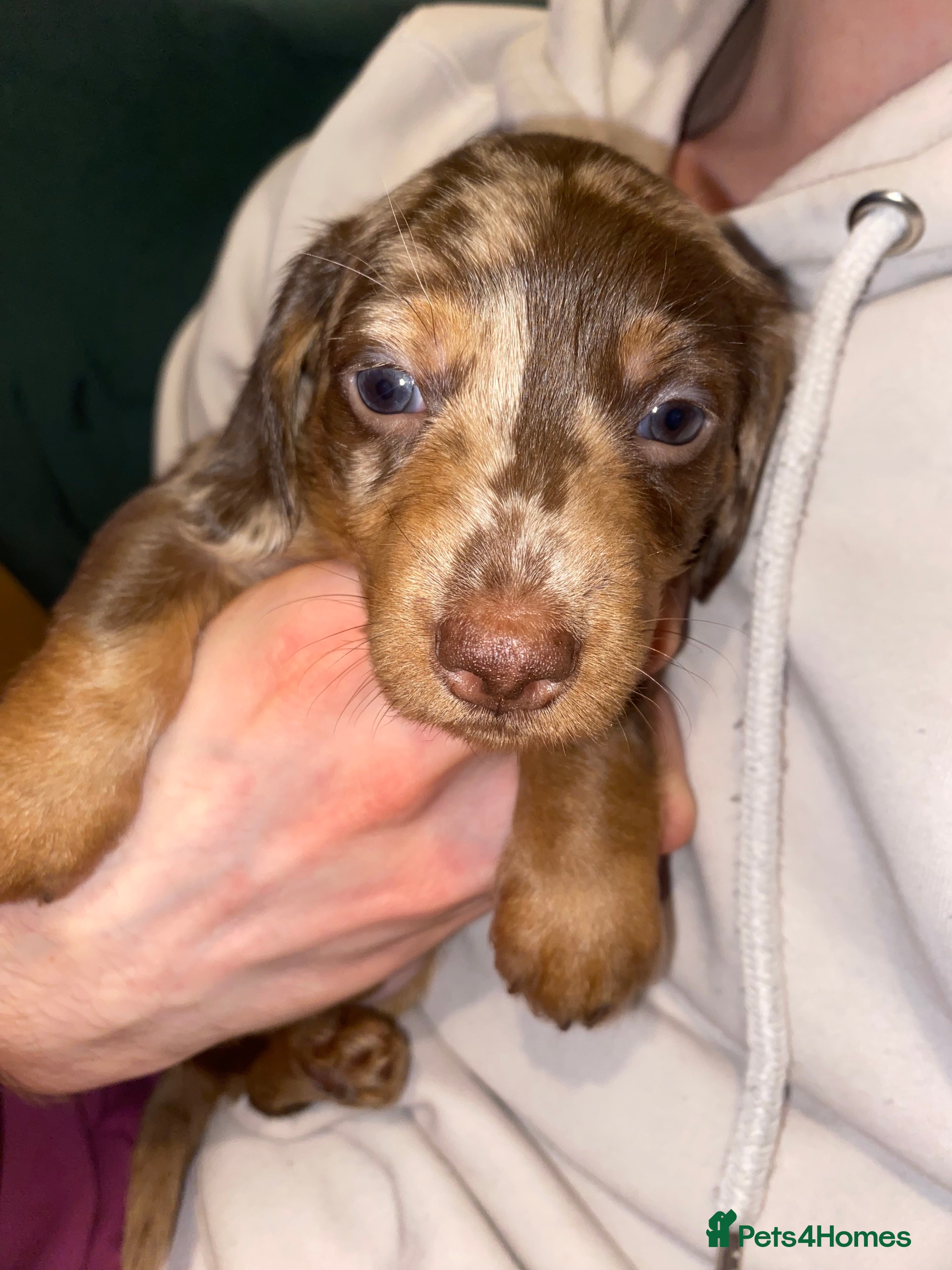 Miniature Dachshund dogs 💙💖Long hair&silky-wire hair dachshund💖💙 - Advert 11