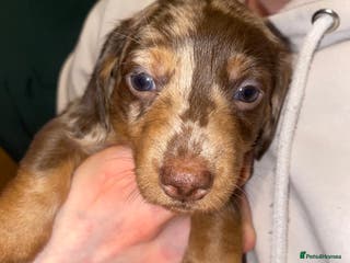 Miniature Dachshund dogs 💙💖Long hair&silky-wire hair dachshund💖💙 - Advert 11