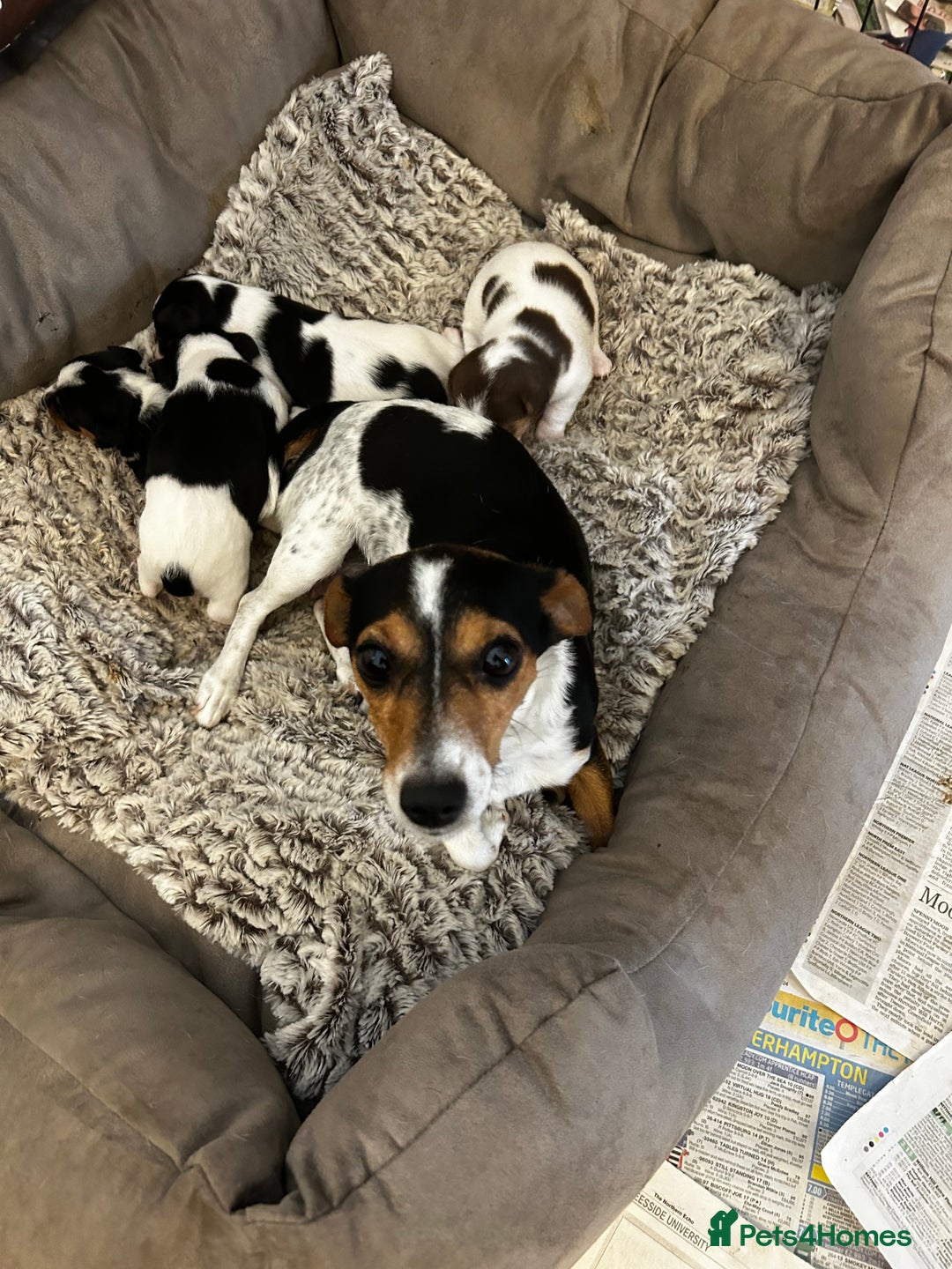 Jack Russell dogs for sale: Jack Russel puppies for sale  - Image 33