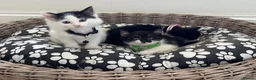 Mixed Breed cats for sale: beautiful shorthair/longhair kittens  - Advert 7