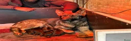 German Shepherd dogs for sale: German Shepherd puppies for sale!!! in Luton - Advert 1