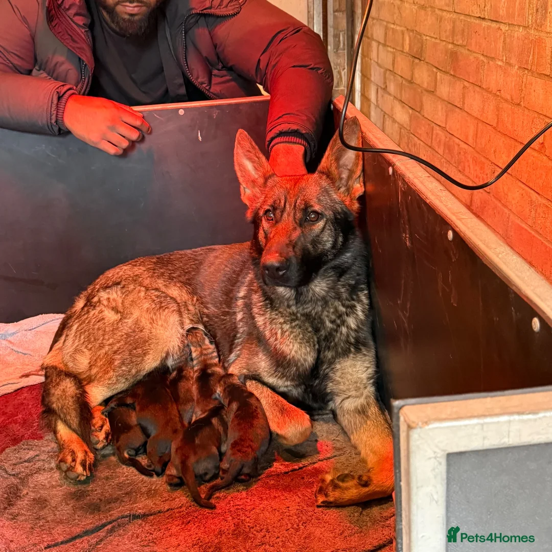 German Shepherd dogs for sale: German Shepherd puppies for sale!!! in Luton - Advert 1