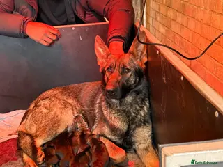German Shepherd dogs German Shepherd puppies for sale!!! - Advert 1