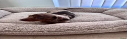 Miniature Dachshund dogs for sale: Miniature dachshund in Manchester - Advert 13