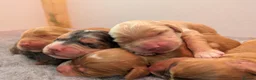 Cockapoo dogs for sale: Champion-Line Health Tested F1 Cockapoos - Advert 8