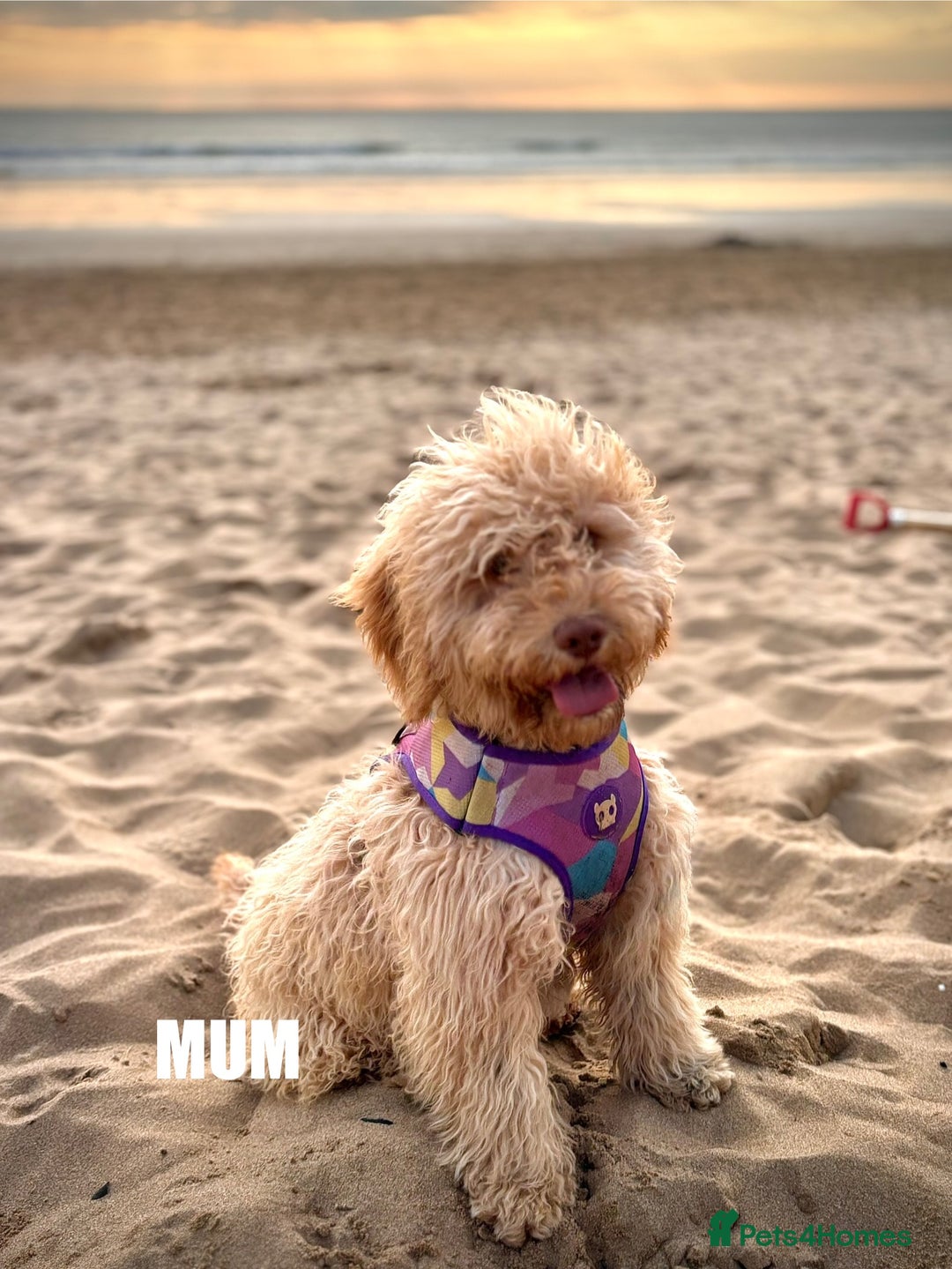Cockapoo dogs for sale: 6 beautiful champagne and gold 🐶  - Image 4