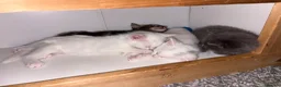 Domestic Shorthair cats for sale: Turkish angora/siamese X Torbie kittens  - Advert 6